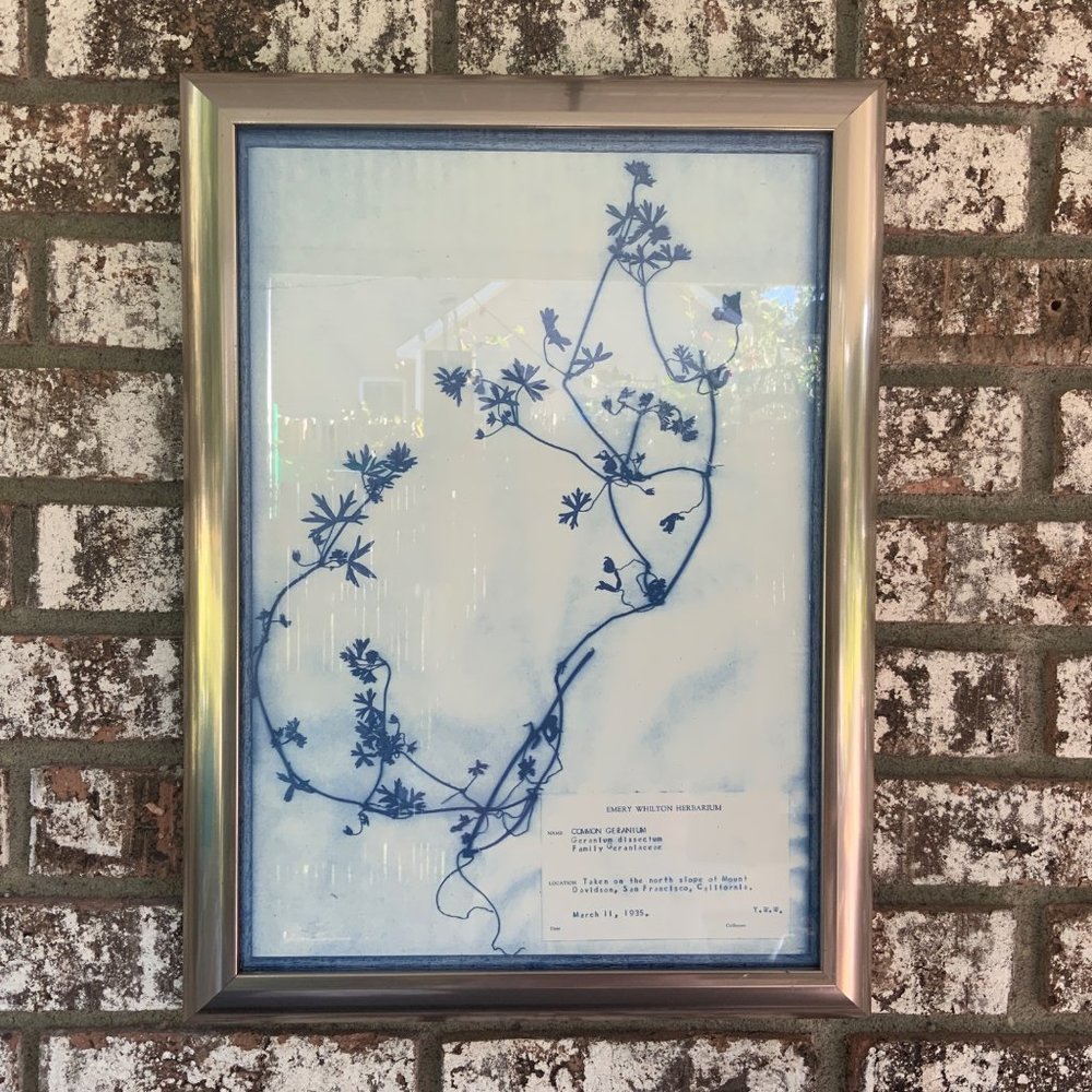 Blue and White Modern Classic Botanical Flower Framed Wall Art Common Geranium